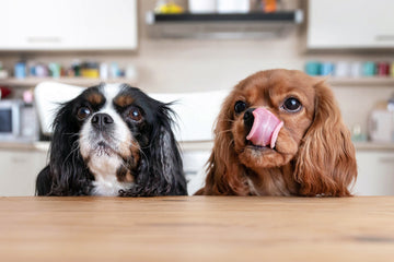 Pet Products